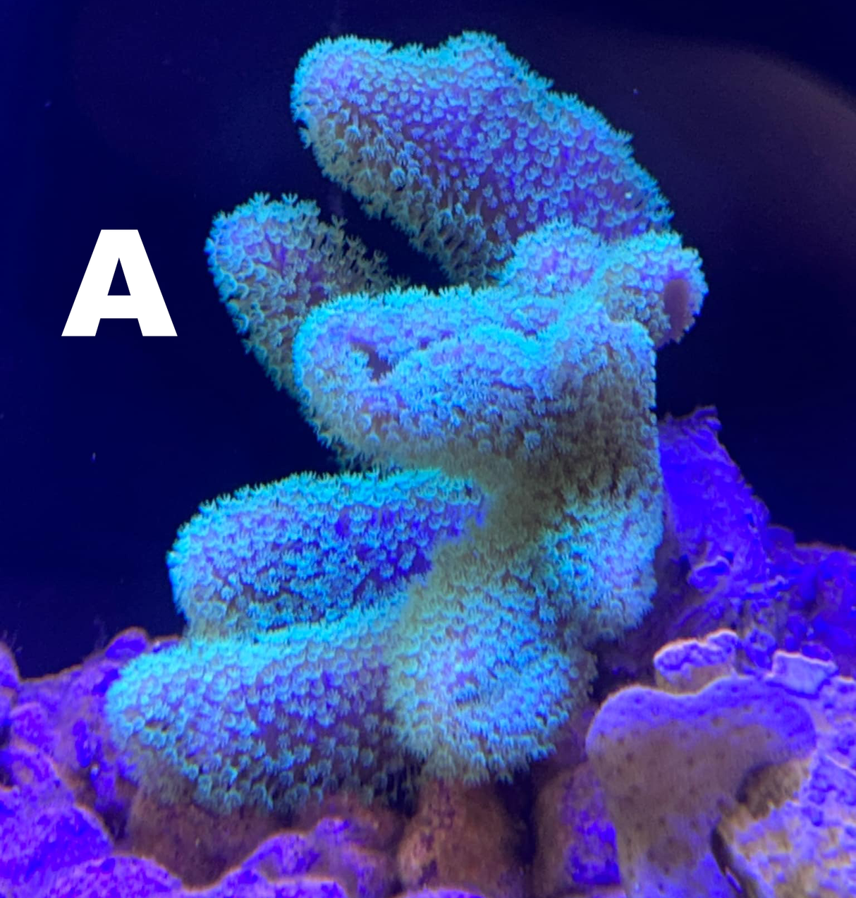 Devils Finger Leather || Green