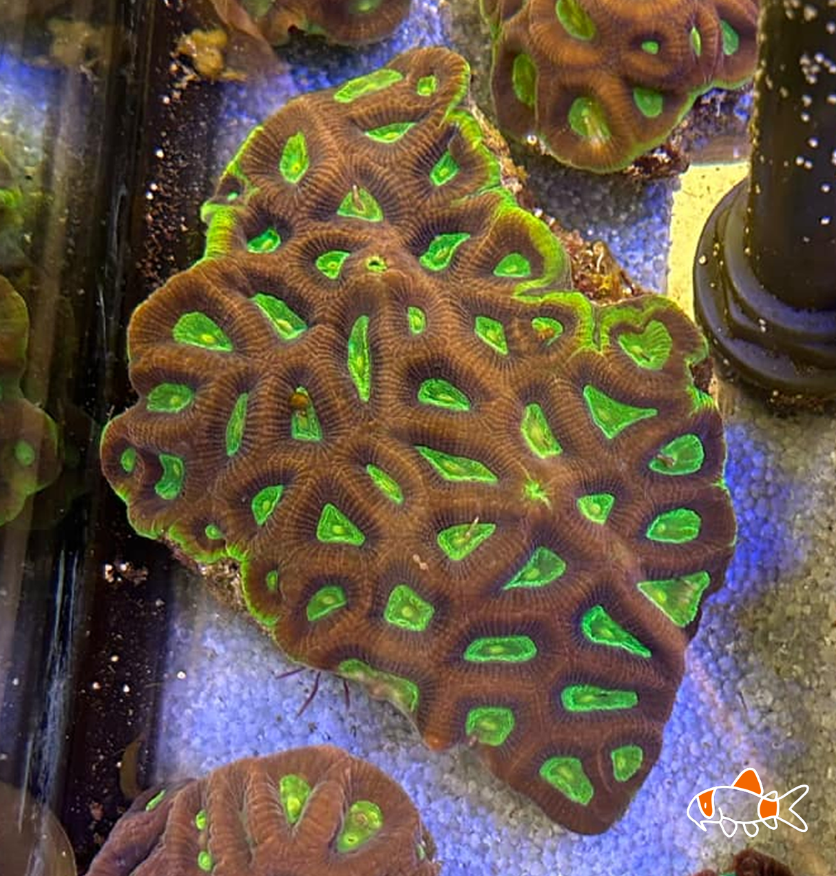 Dragon Soul Favia Large