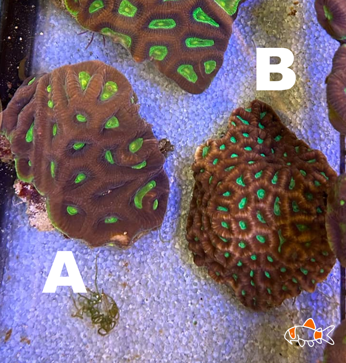 Dragon Soul Favia Medium