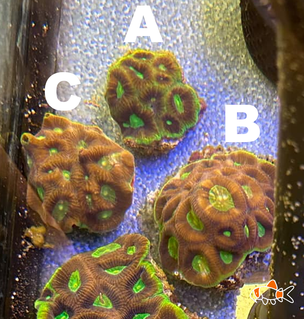 Dragon Soul Favia Small