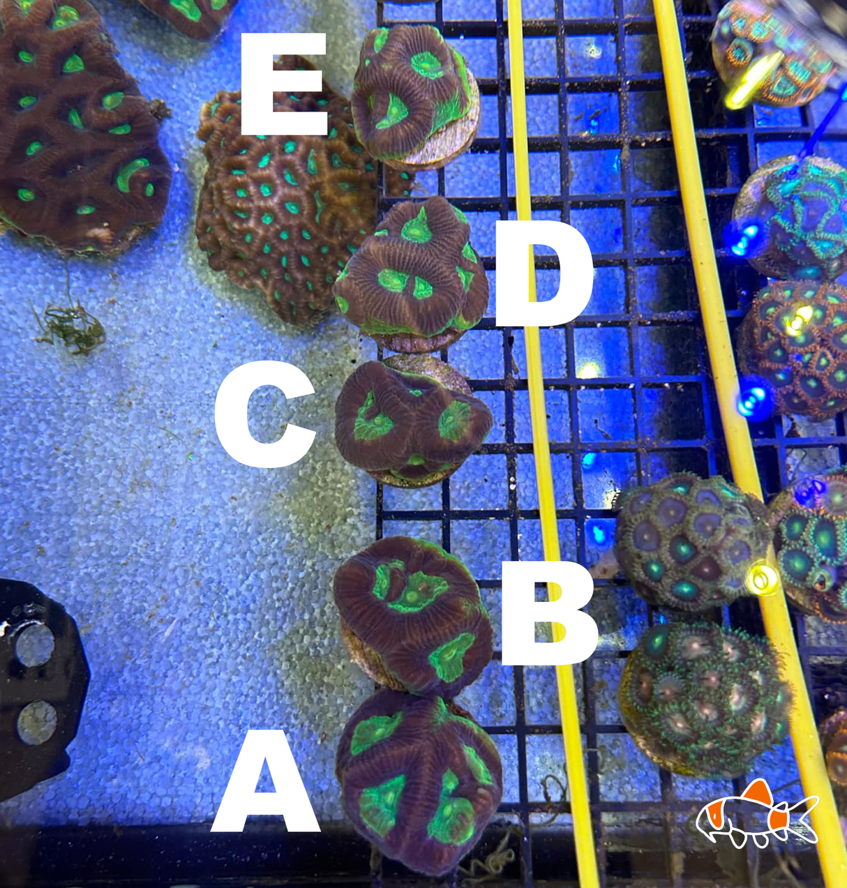 Dragon Soul Favia Speciosa Frag