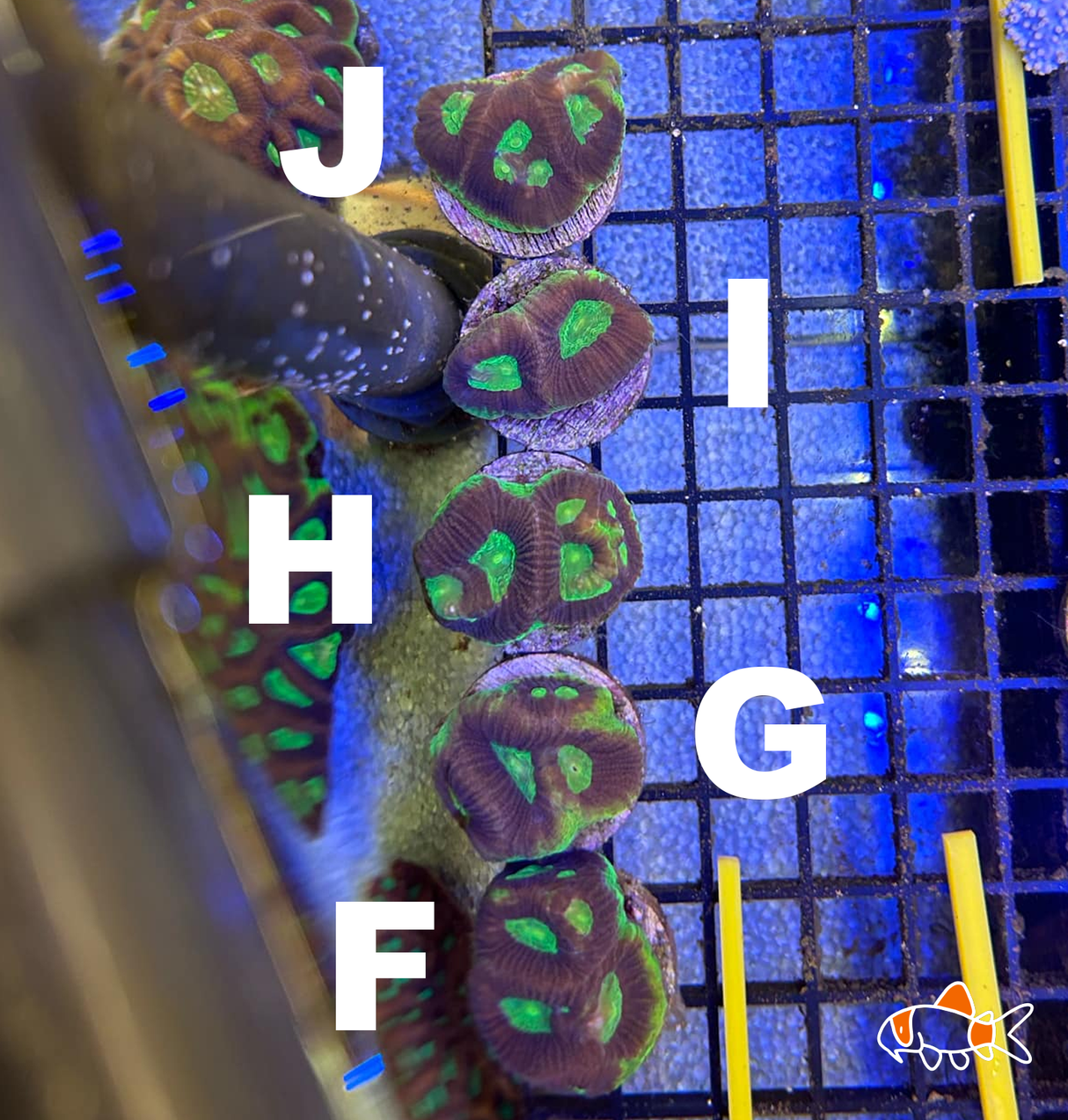 Dragon Soul Favia Speciosa Frag