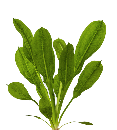 Parviflorus 'Tropica'
