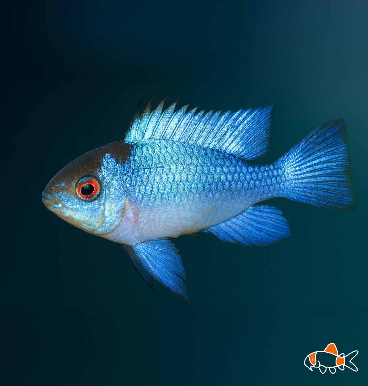 Electric Blue Ram | Imported