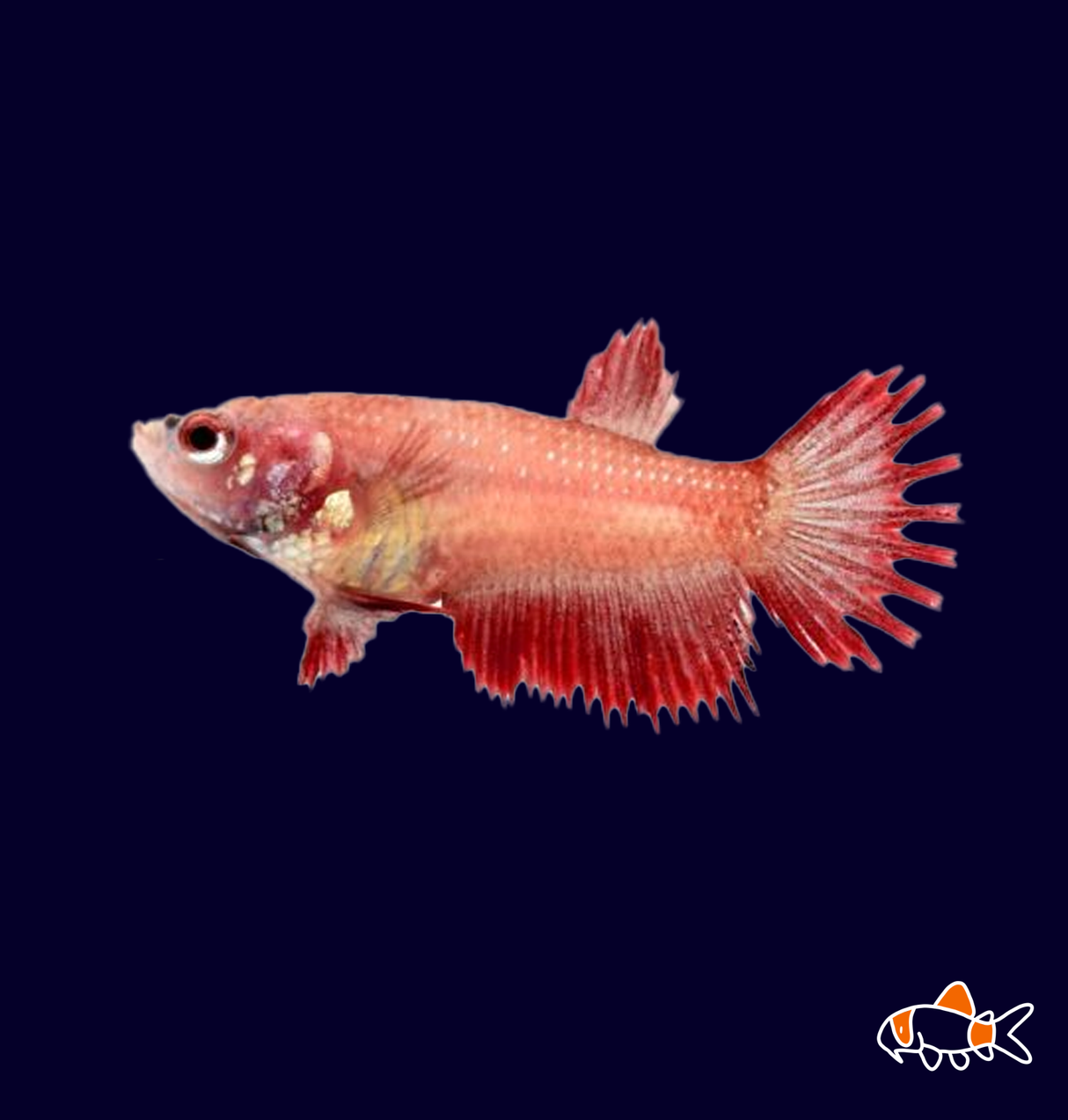 Female Crowntail Betta (Betta splendens)