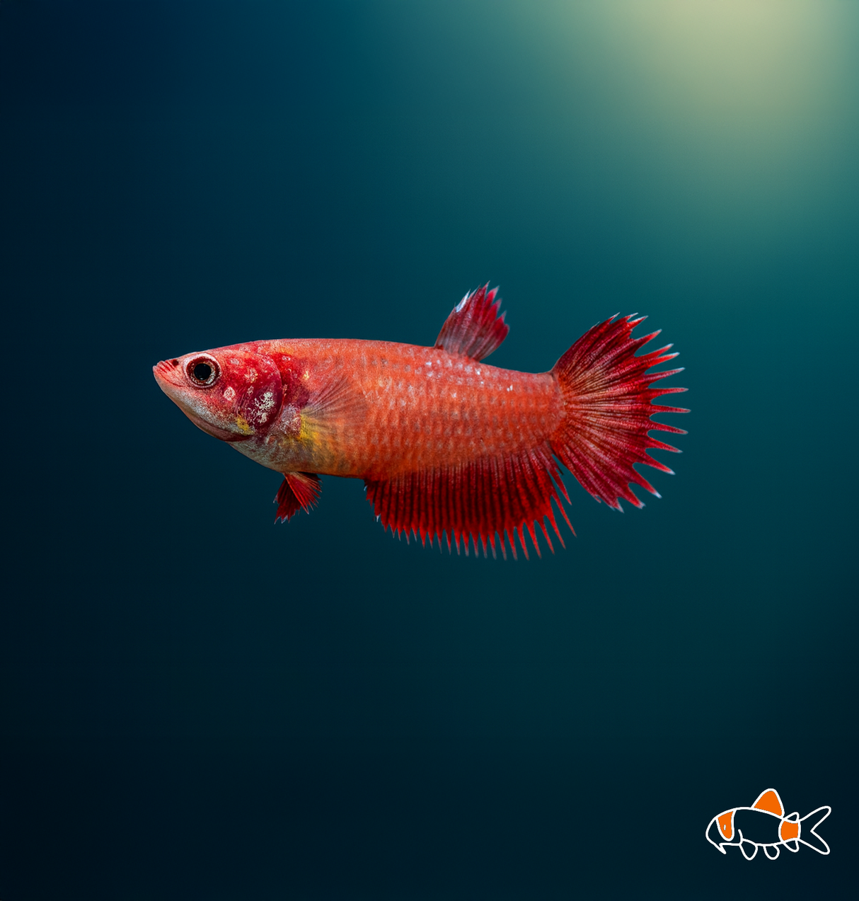 Female Crowntail Betta | Imported