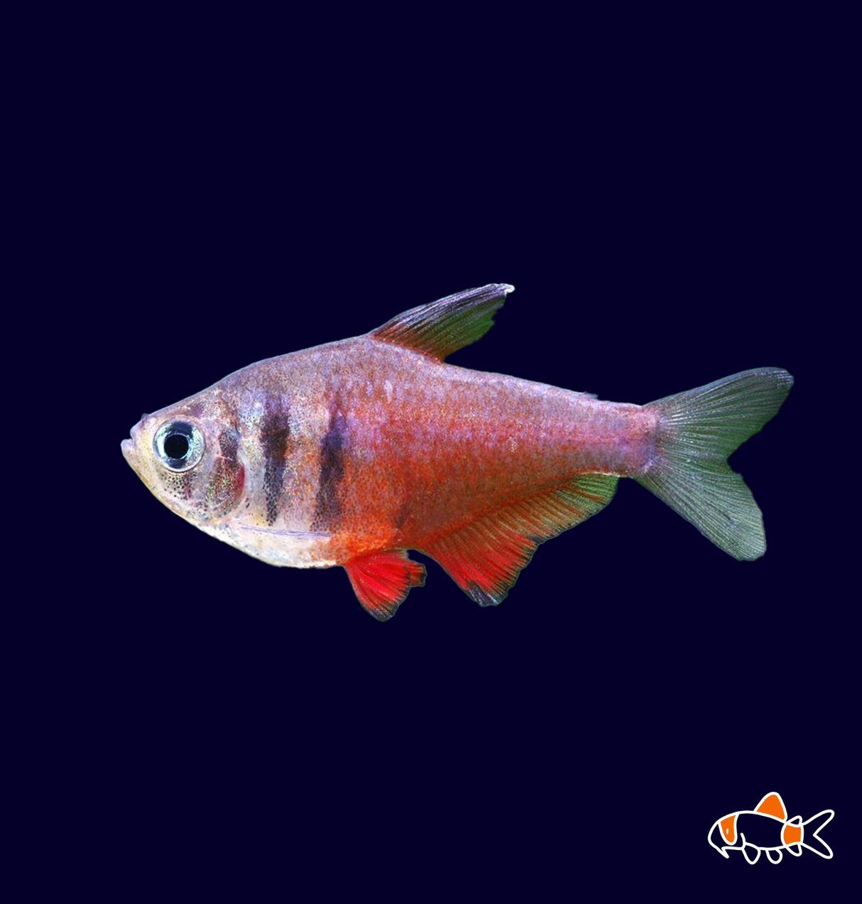 Flame Tetra (Hyphessobrycon Flammeus) | Imported