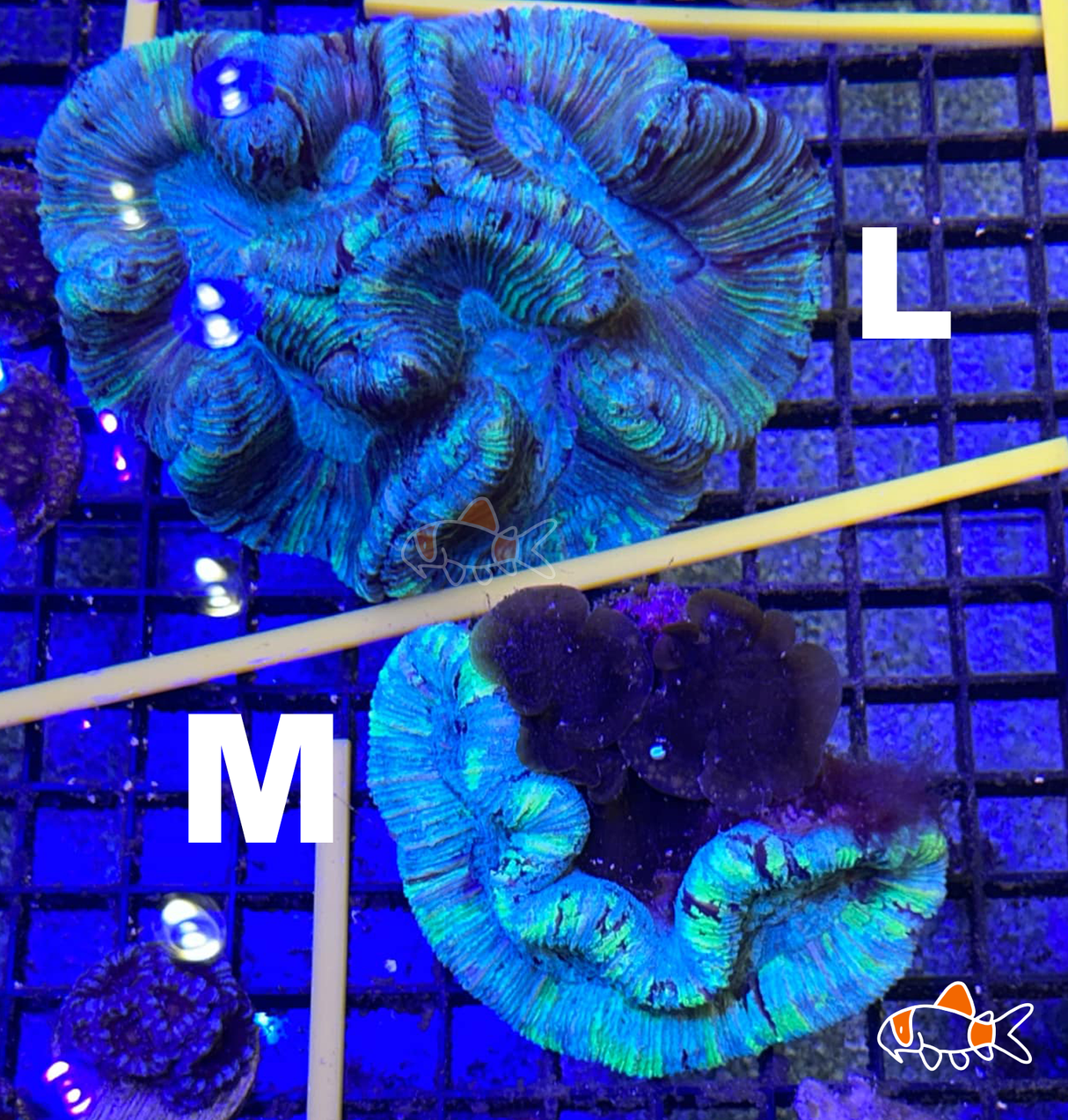 Folded Trachyphyllia || A Grade | Imported