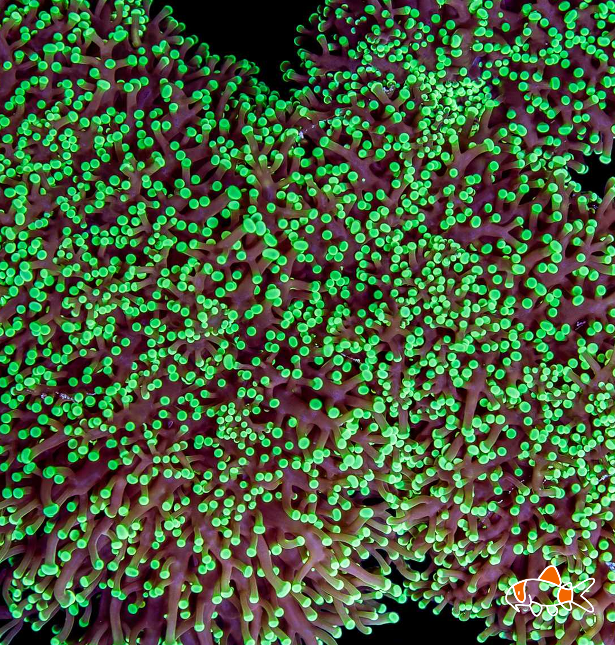 Frogspawn || Mint Green