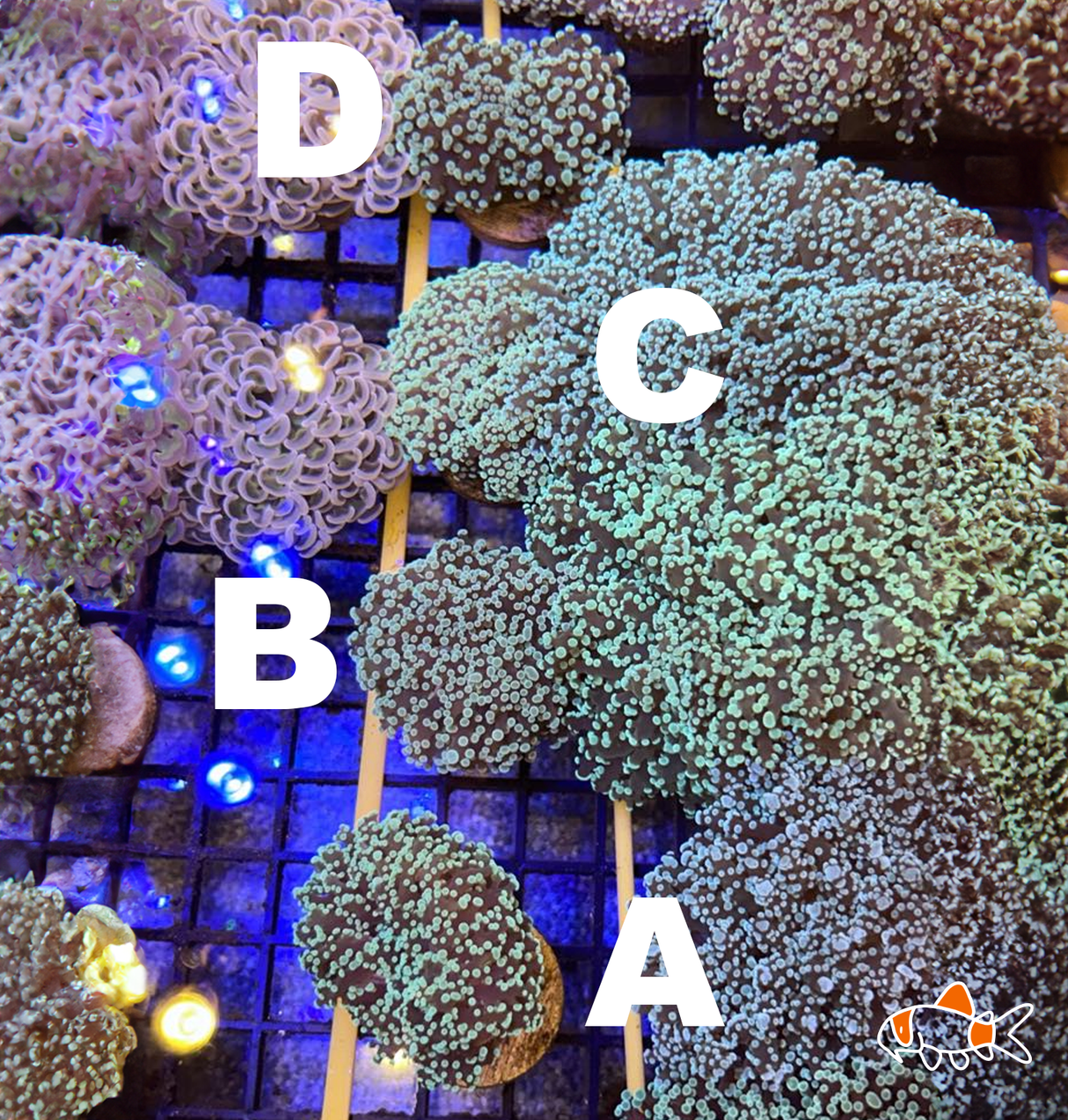 Frogspawn || Green & Purple