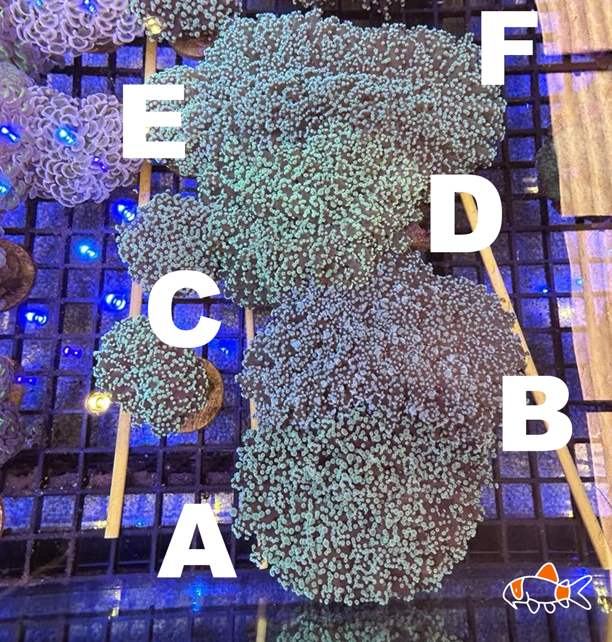 Frogspawn || Mint Green