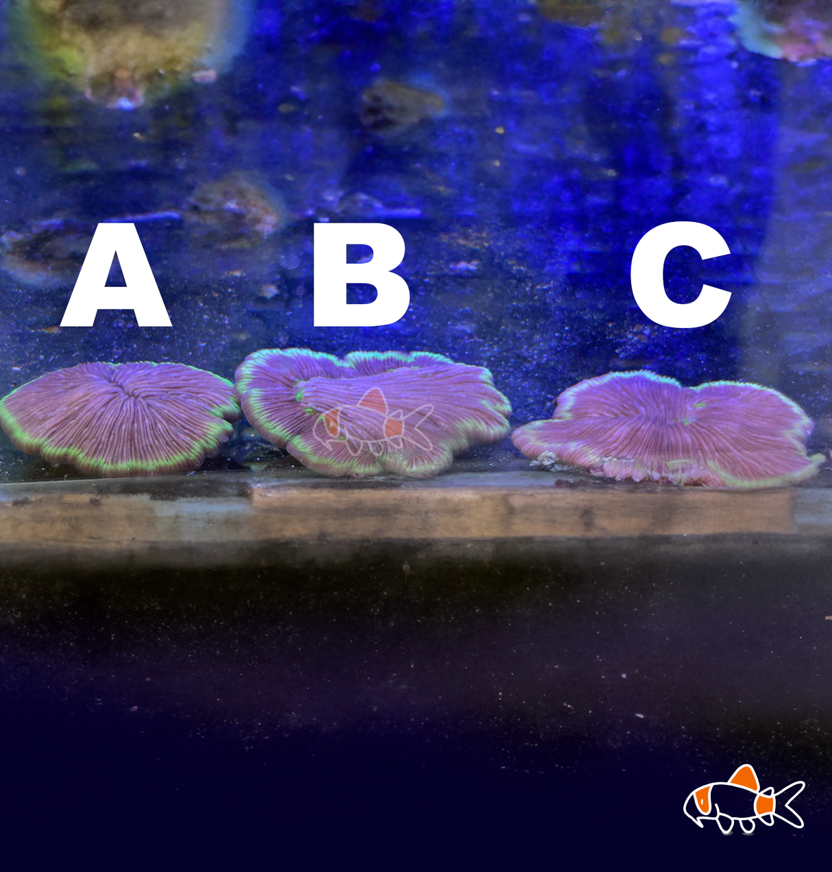 Fungia Flat Disc | Purple & Green