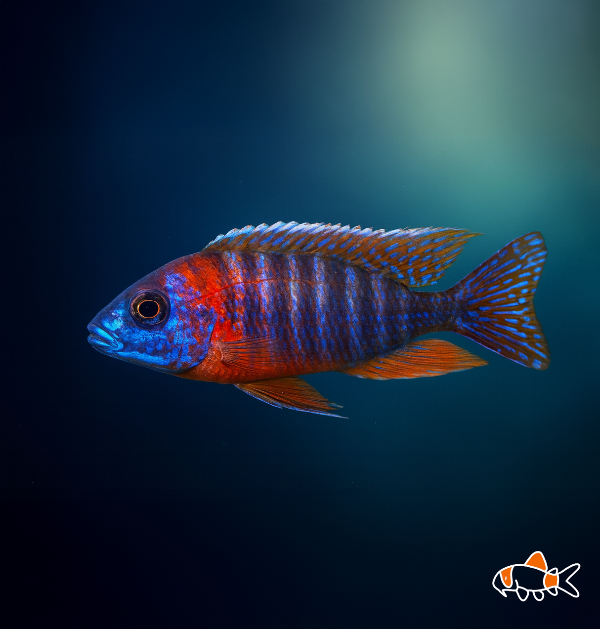 German Red Cichlid | NZ Bred