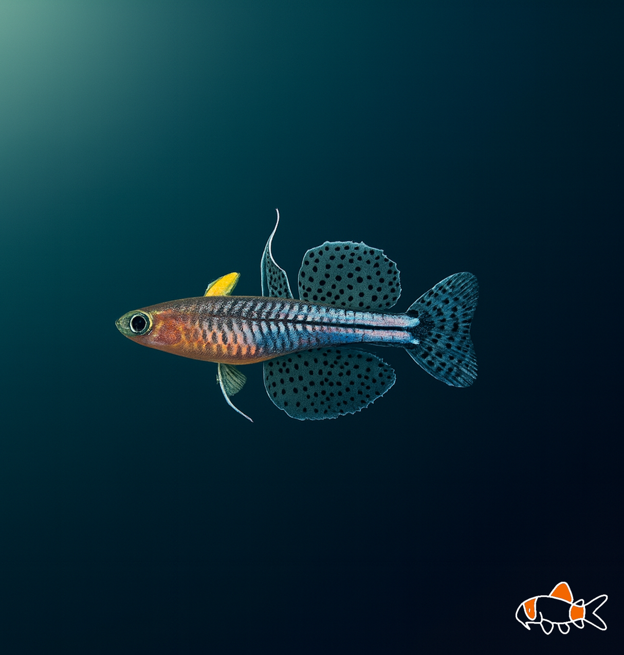 Gertrudes Blue Eye Rainbow | NZ Bred