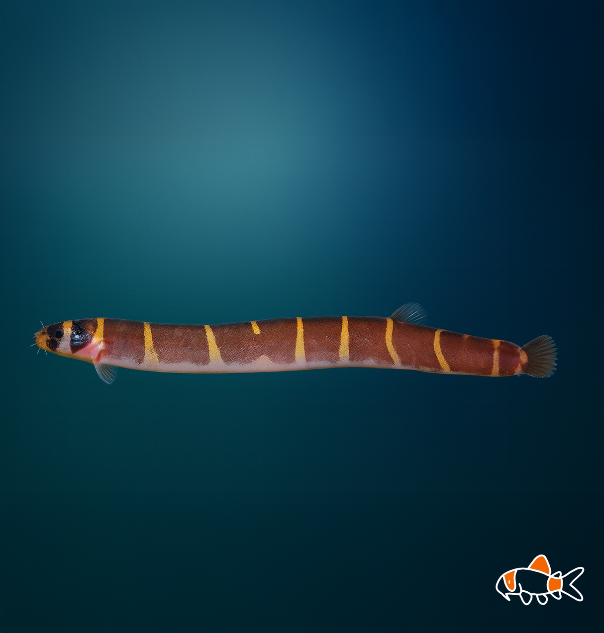 Giant Kuhli Loach | Imported