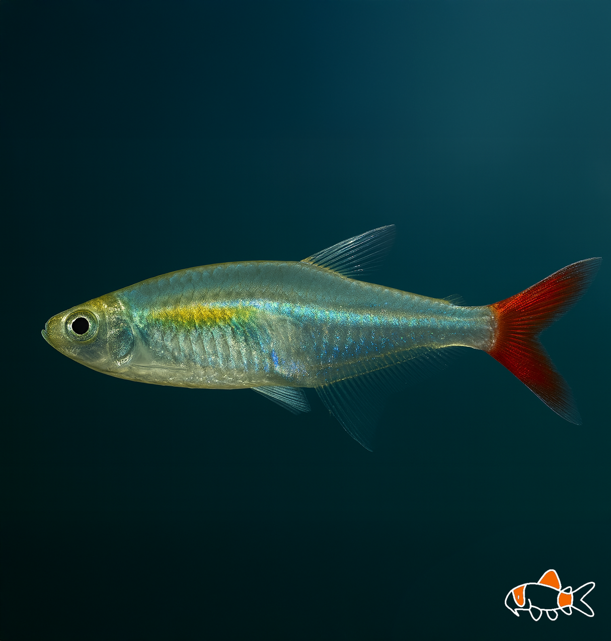 Glass Bloodfin Tetra | Imported