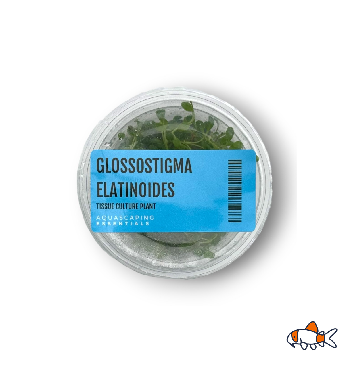 Glossostigma Elatinoides - Tissue Culture