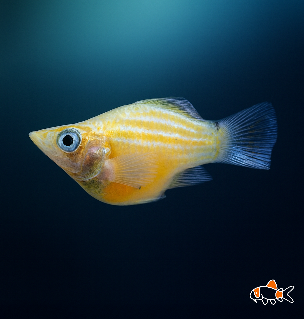 Glowlight Sunset Elephant Ear Molly | Imported