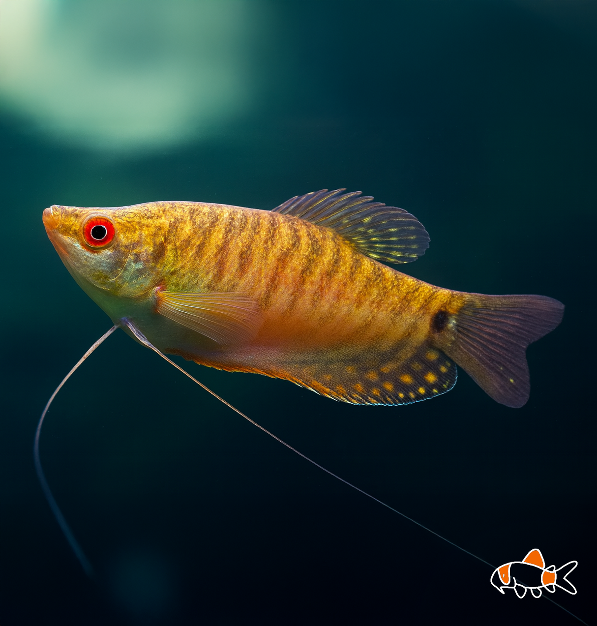 Gold Gourami | Imported