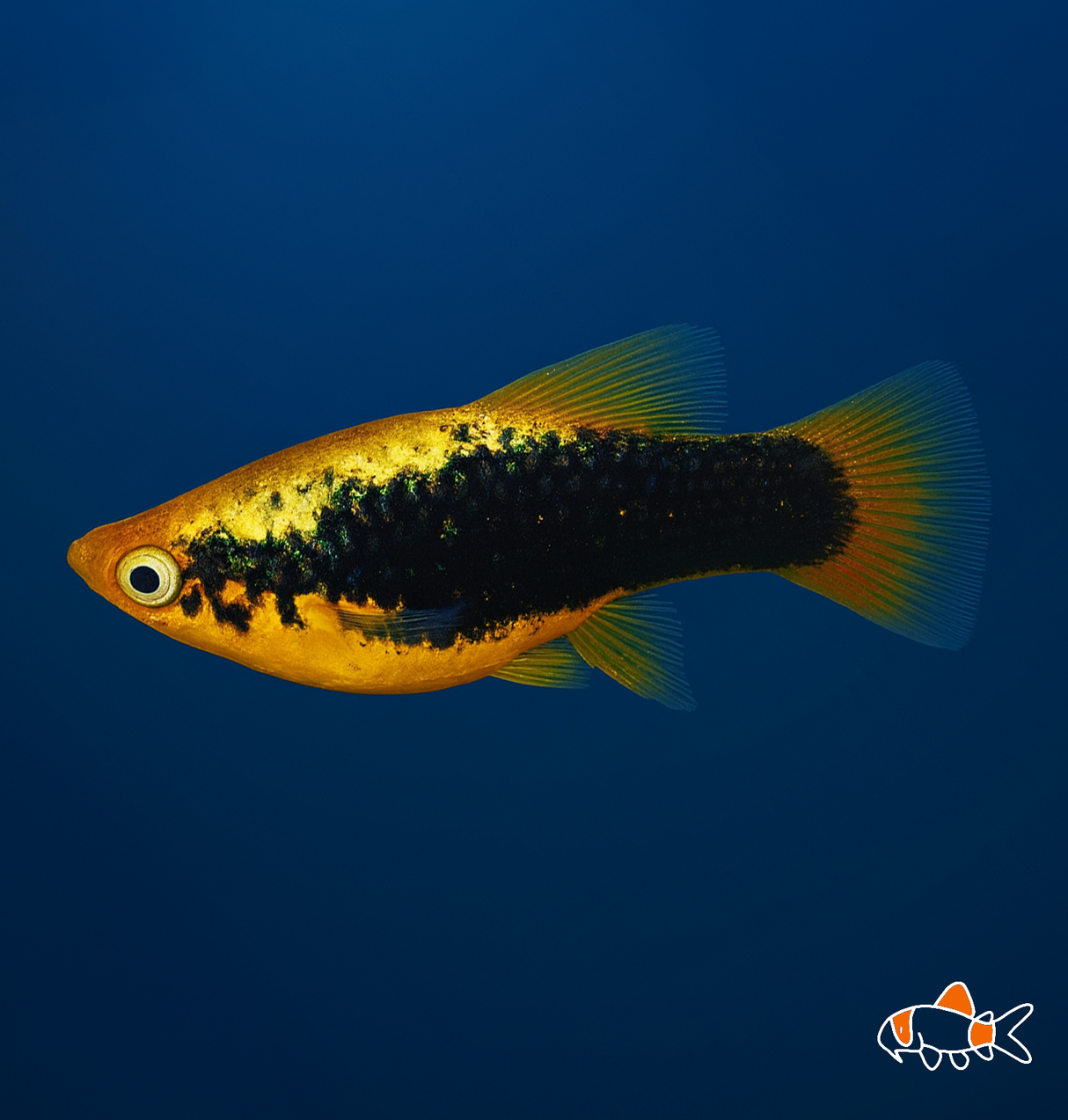 Gold Head Black Platy | Imported
