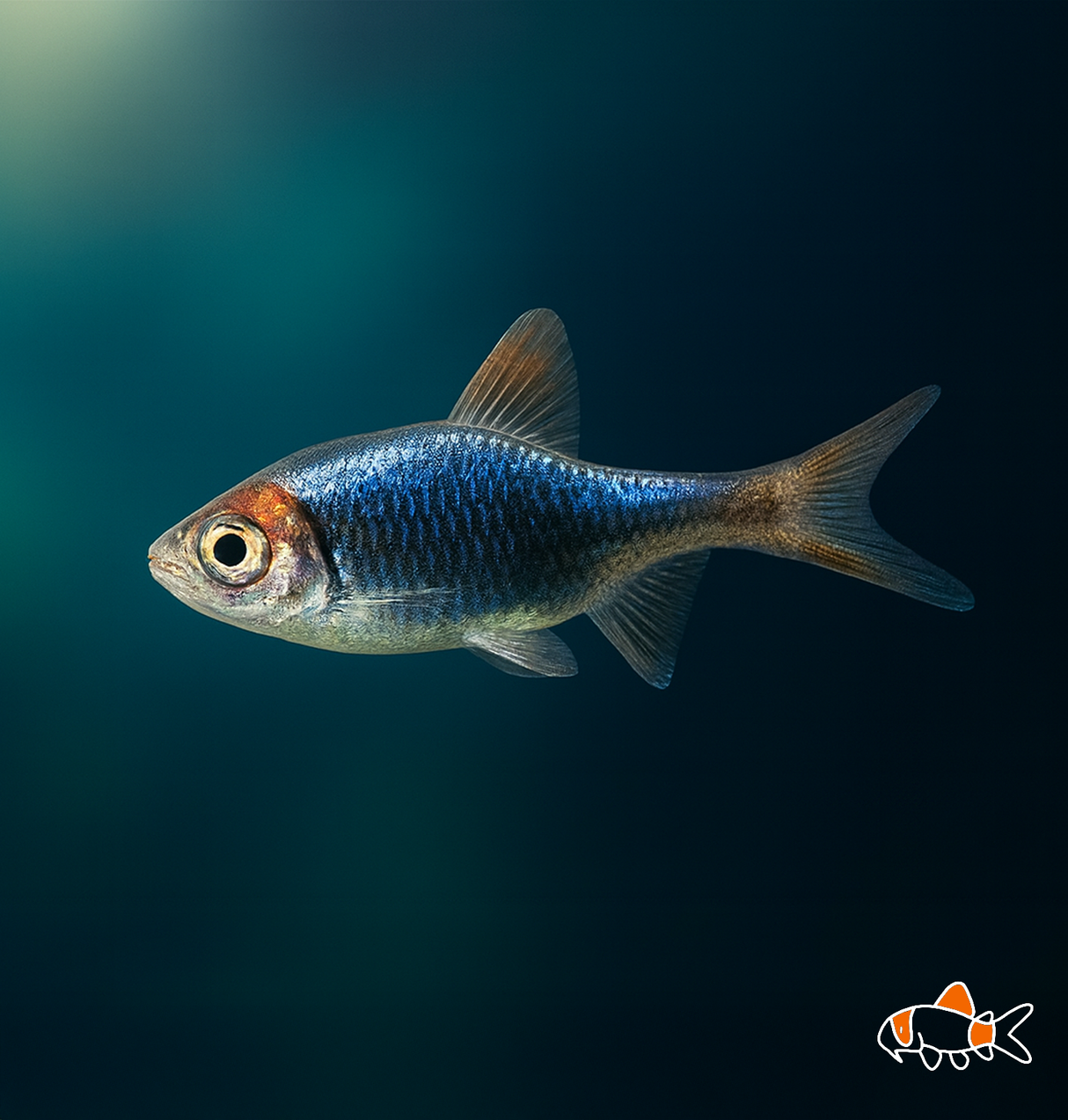 Gold Head Purple Harelquin Rasbora | Imported