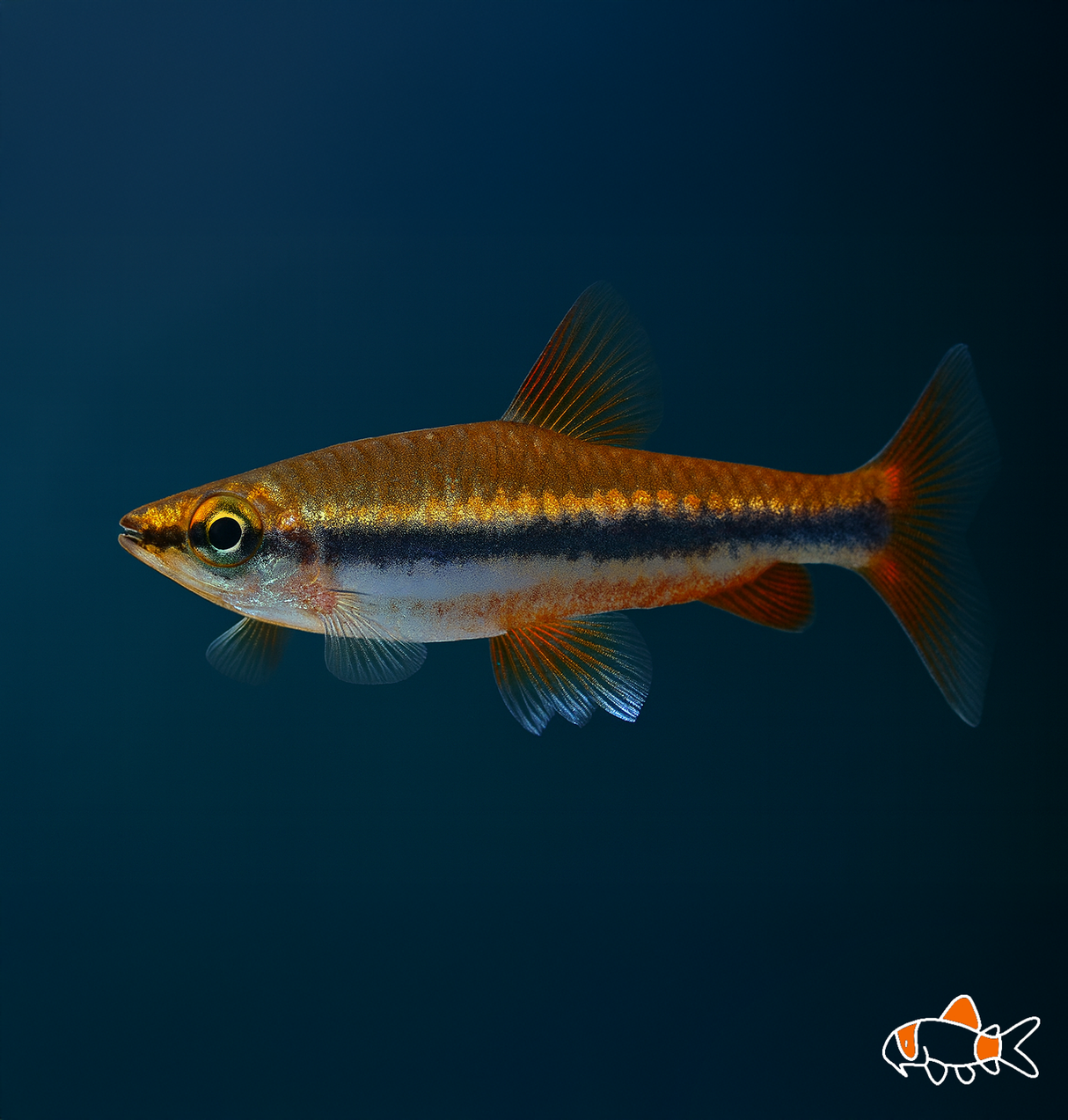 Gold Pencil | Imported