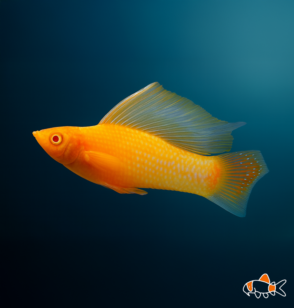 Gold Sailfin Molly | Imported