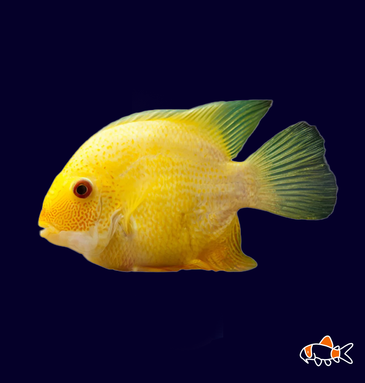 Gold Severum