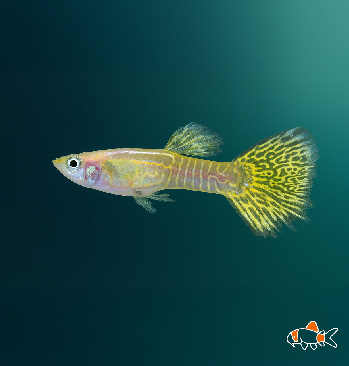 Gold Snakeskin Guppy | Imported