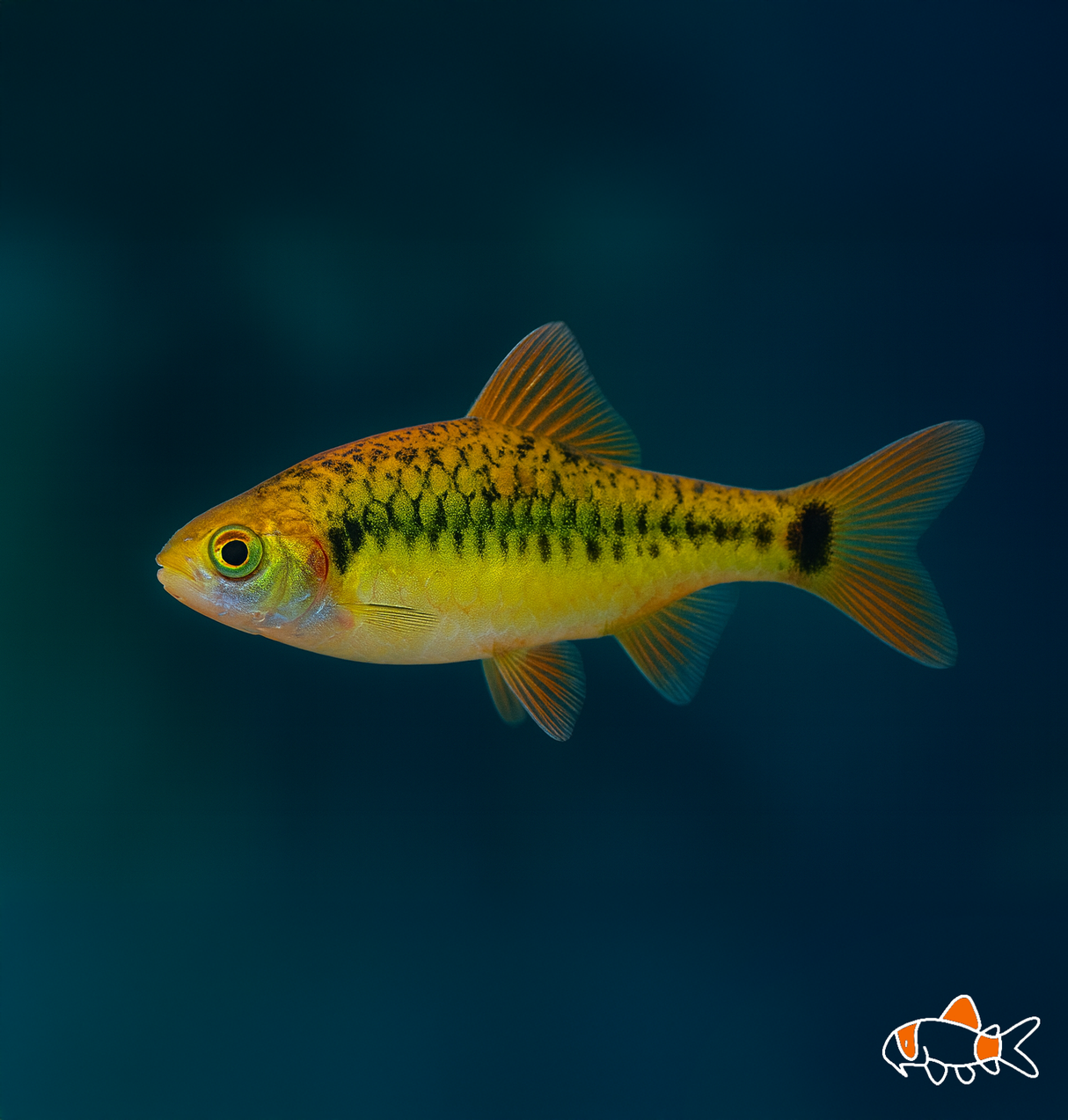 Golden Barb | Imported