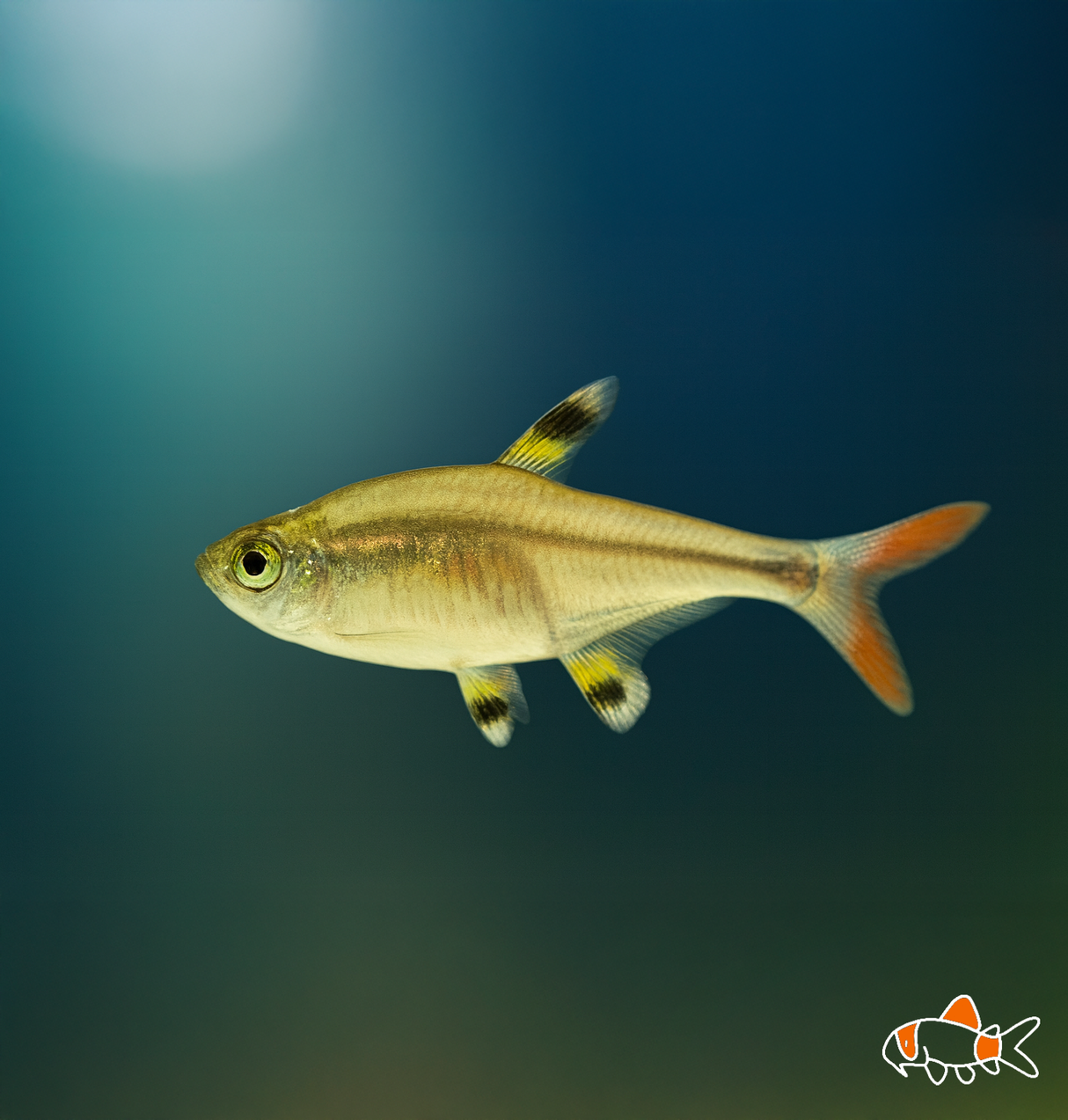 Golden Pristella Tetra | Imported