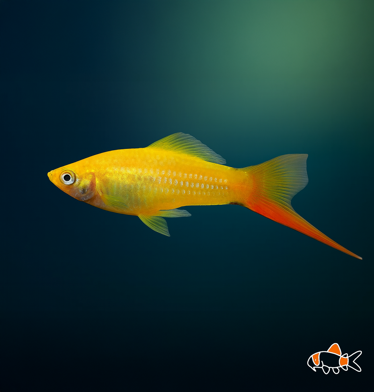 Golden Swordtail | Imported
