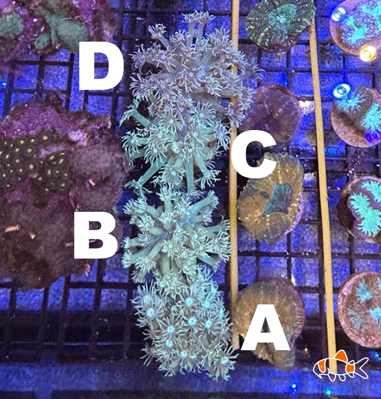 Goniopora stokesi || Ultra