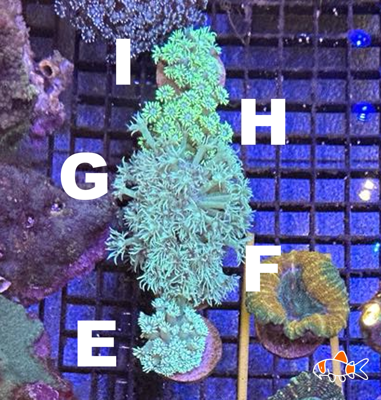 Goniopora stokesi || Ultra