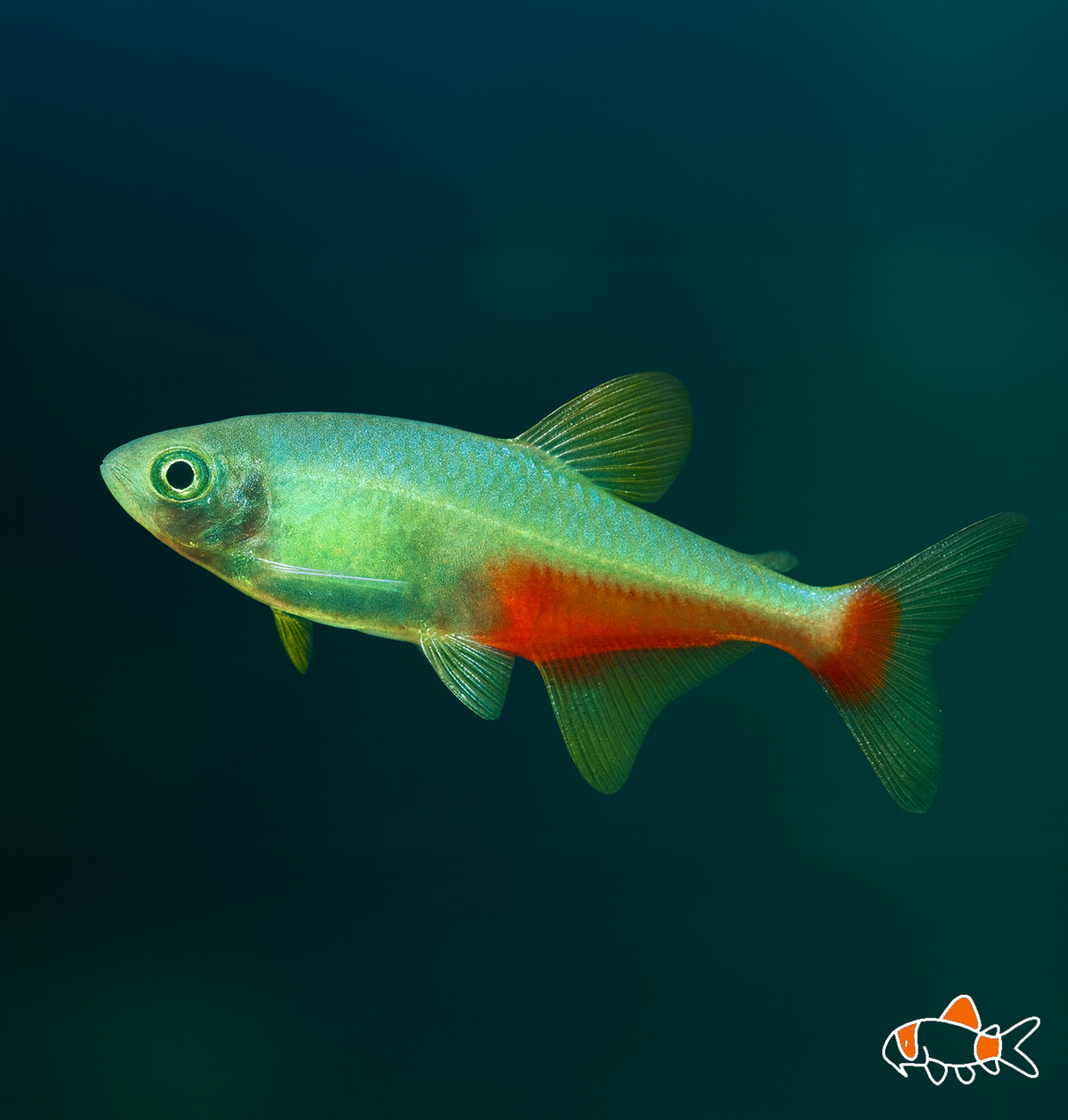 Green Fire Tetra | Imported