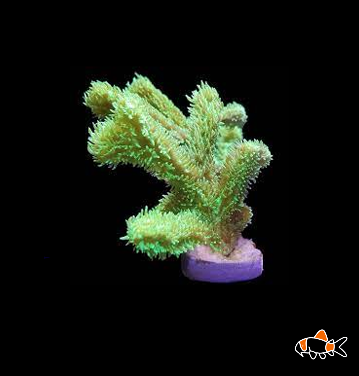 Green Spine Frag | Imported