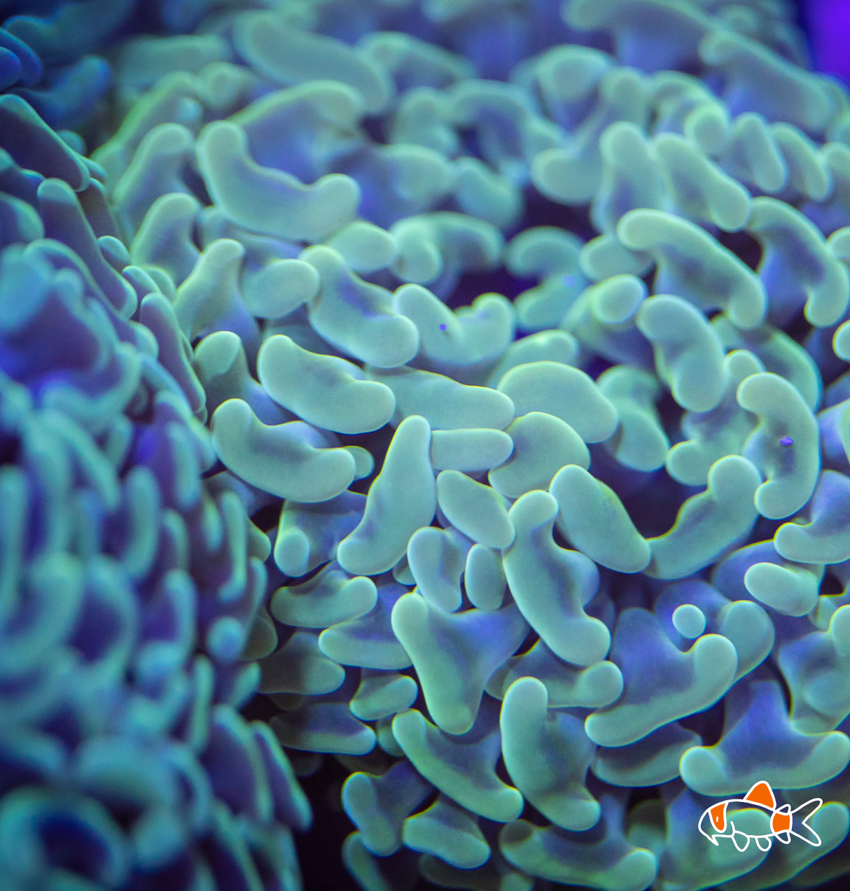 Hammer || Mint Single | Imported