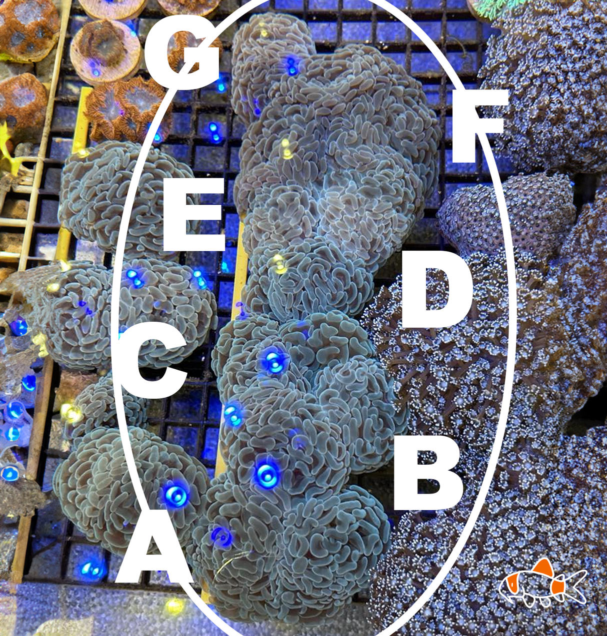 Hammer || Mint Double | Imported