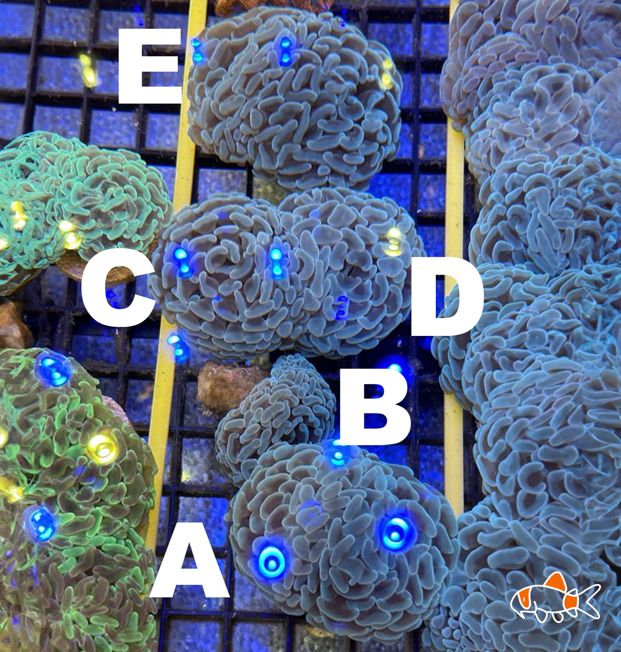 Hammer || Mint Single | Imported