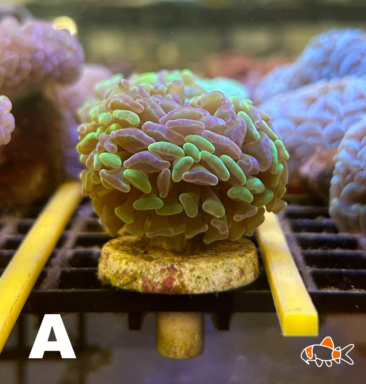 Hammer || Molten Yellow