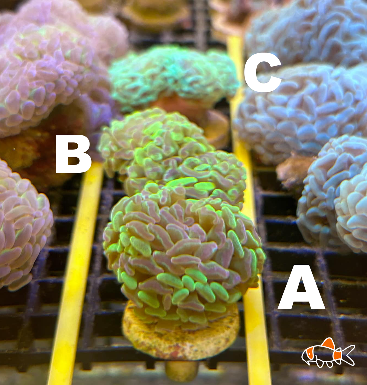 Hammer || Molten Yellow