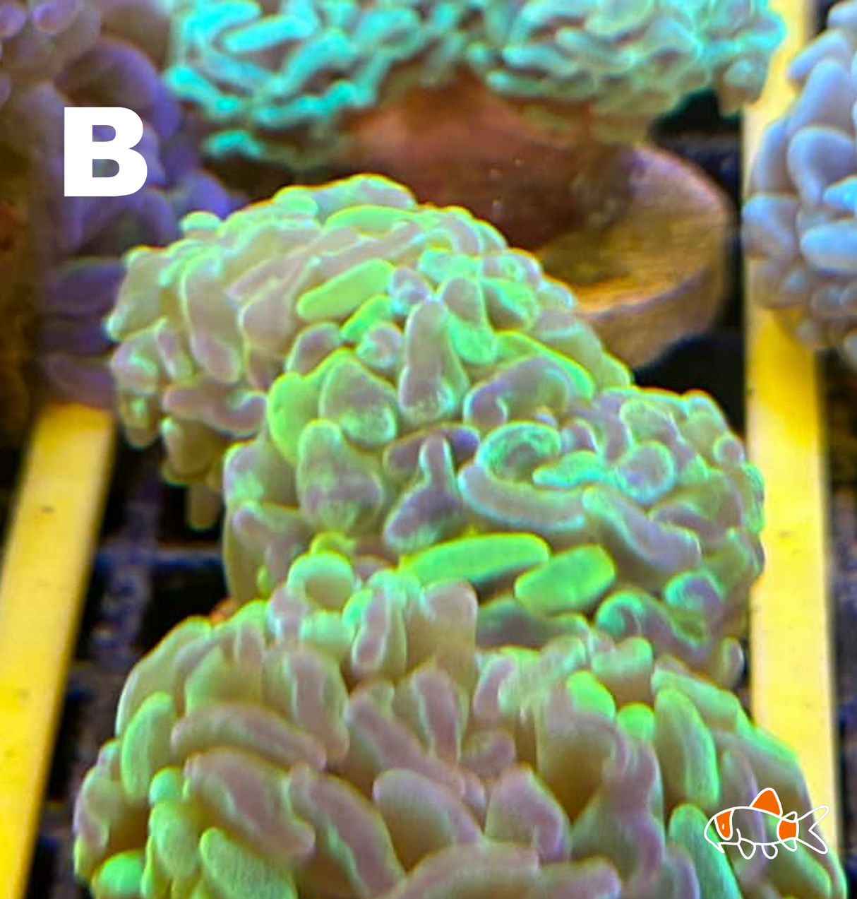 Hammer || Molten Yellow