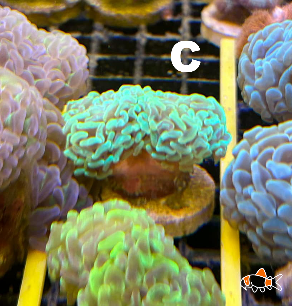 Hammer || Molten Yellow