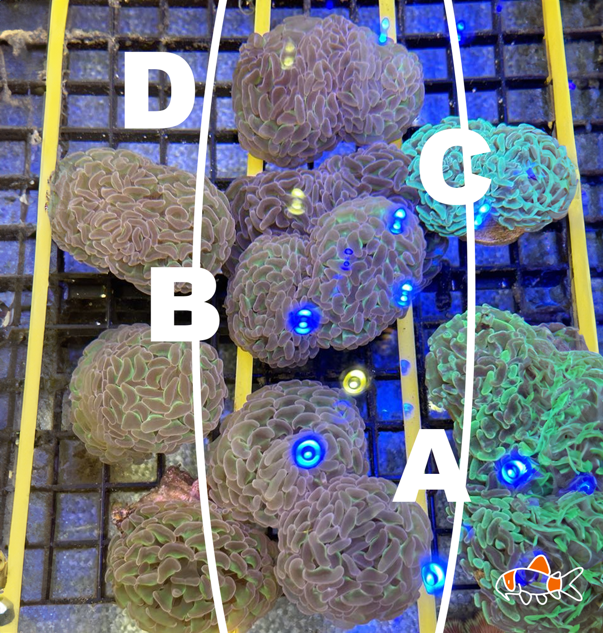 Hammer || Reserve Double | Imported