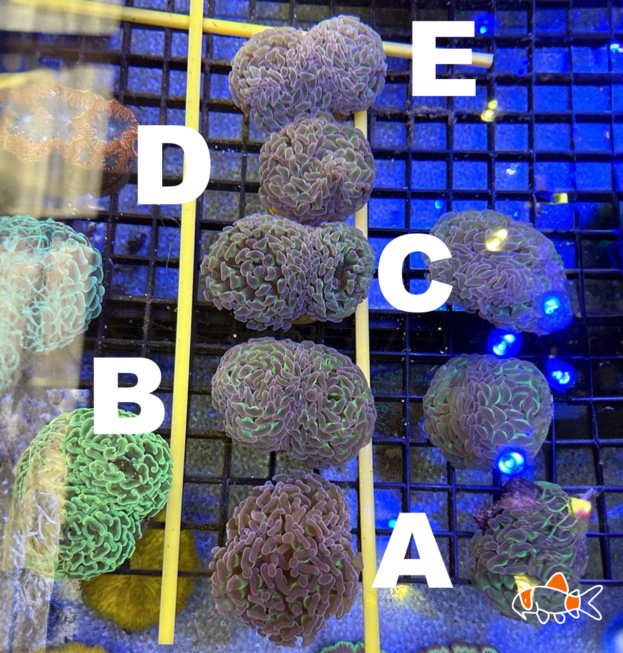 Hammer || Reverse Stem