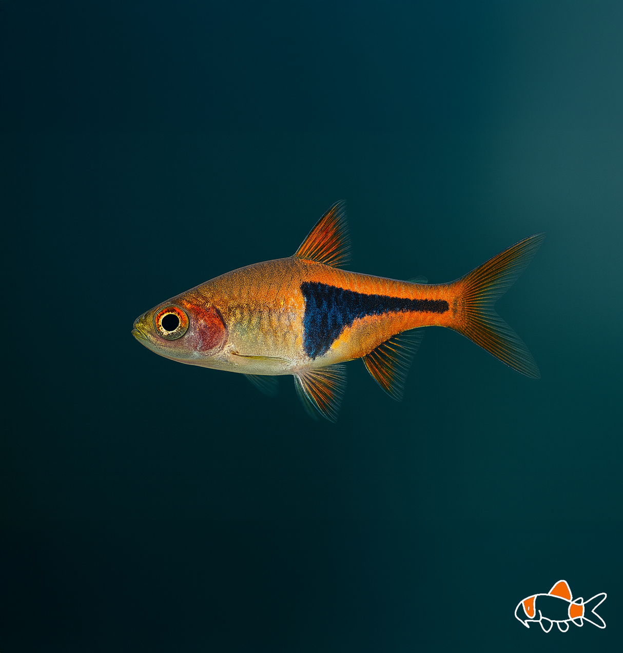 Harlequin Rasbora | Imported