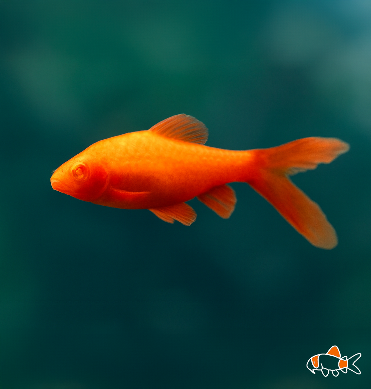 Hi-Fin Albino Cherry Barb | Imported