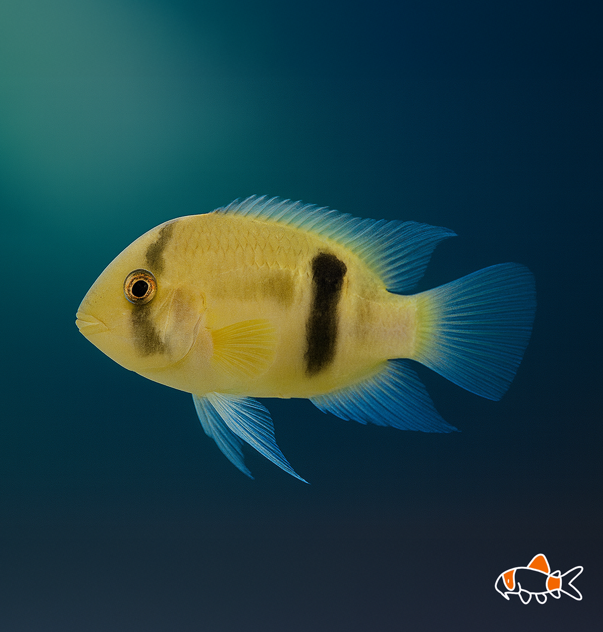 Keyhole Cichlid | Imported