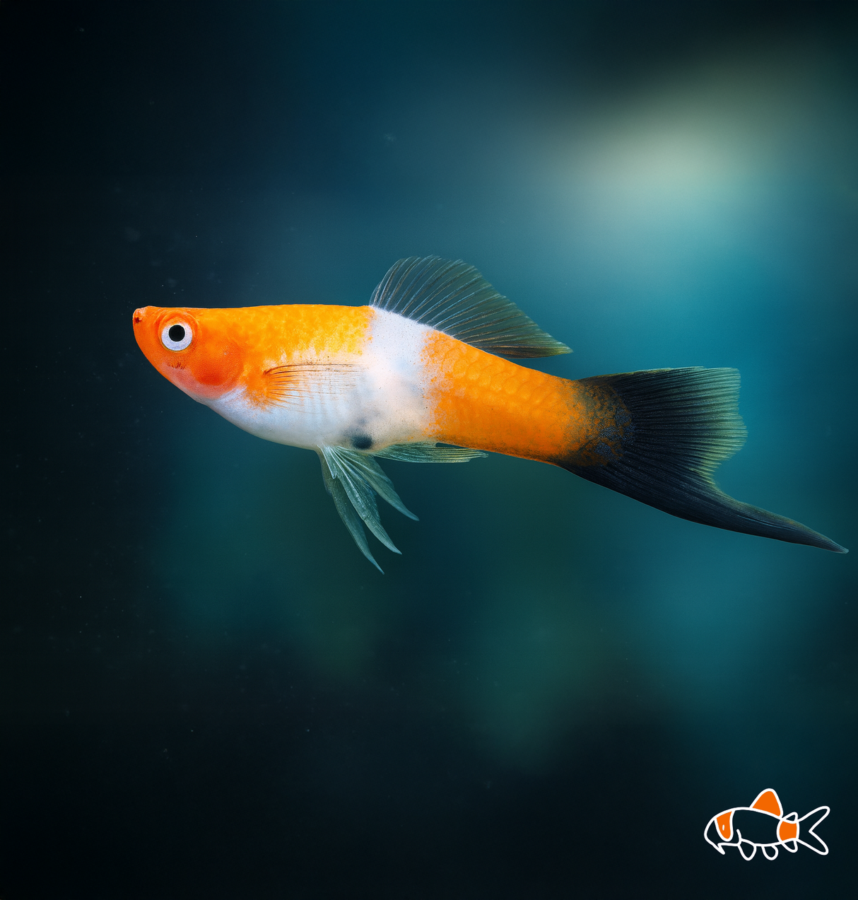 Kohaku Wag Swordtail | Imported
