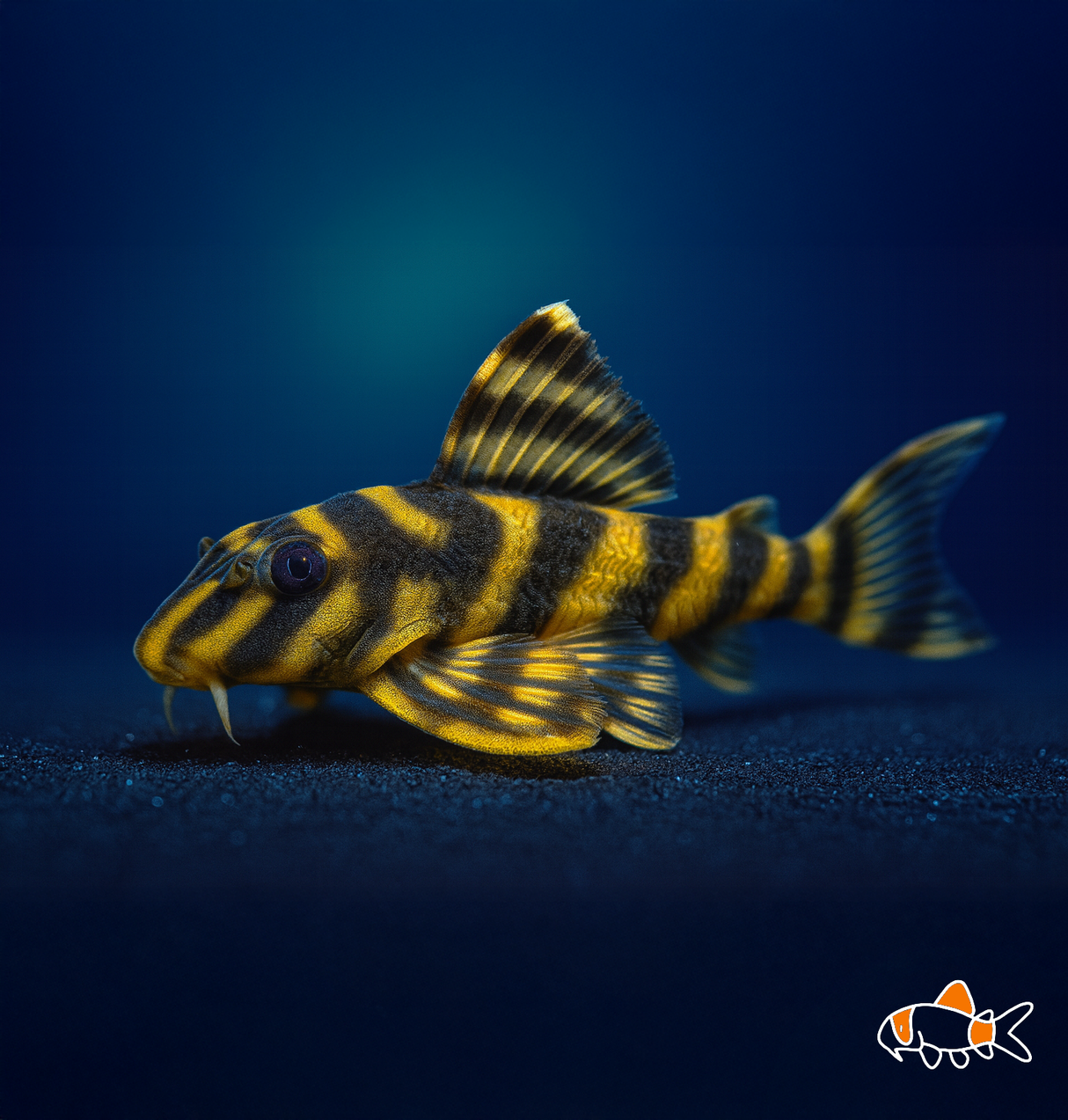 L140 Big Band Tiger Pleco | NZ Bred